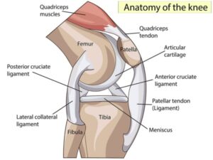 anatomy of the knee